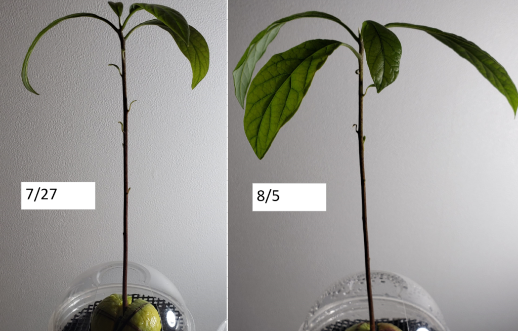 アボカドを 土に 植え替えました 元seの電機メーカ営業があわあわしてる カインズありがとうございます